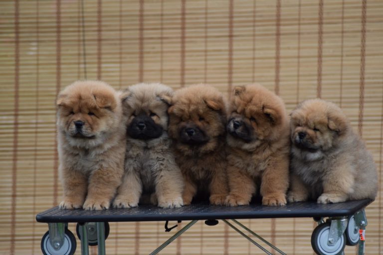 chow chow puppies